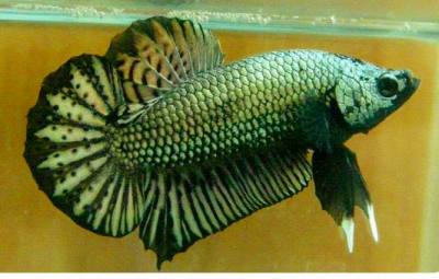 ハーフムーン・プラカット