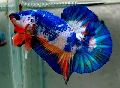 ベタ・マーブルの画像