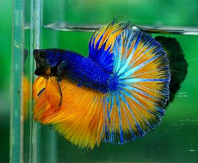 ベタ・マスタードガスの画像