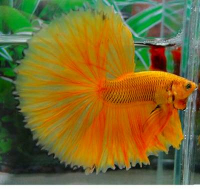 パイナップル・ベタの画像