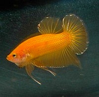 プラカット・ベタ