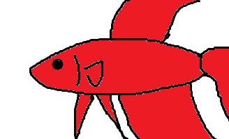 細身ベタの画像