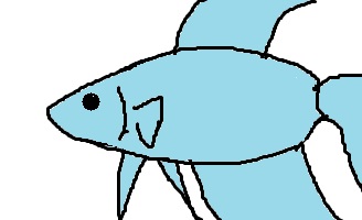 太目ベタの画像