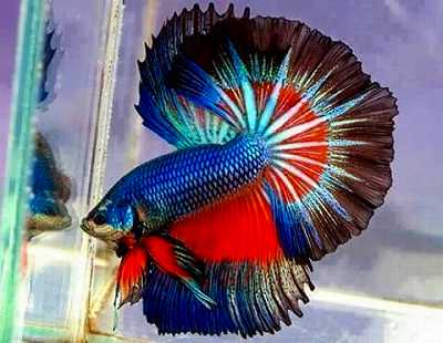 ベタ・トリバンドの画像