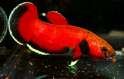 ワイルドベタの画像