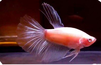 Imagen de un pez betta albino