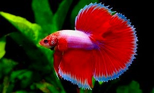 Imagen de Betta Bicolor