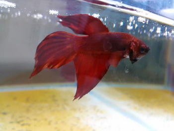 Imagen de un betta rojo nadando.