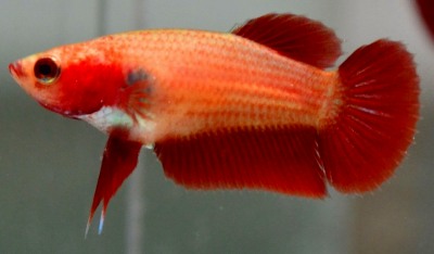 Imagen de Betta Camboyano