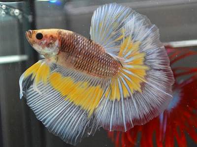 Imagen de Betta de Aleta Transparente