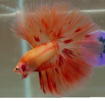 Imagen de Betta Dálmata