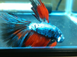 Betta Cola Delta Super