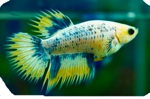 Imagen de Betta Grizzle