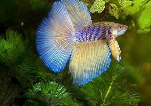 Betta para reproducción