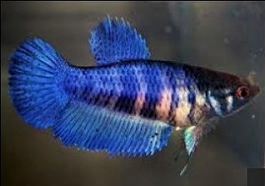 Hembra de betta para reproducción