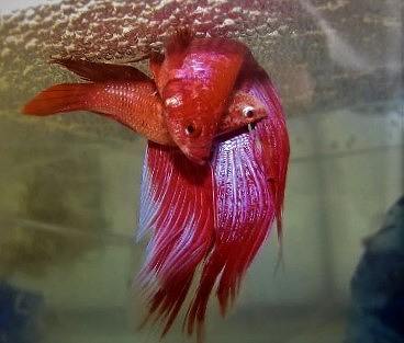 Apareamiento de bettas