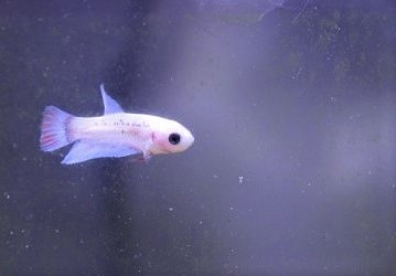 Juveniles de betta