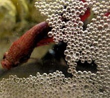 Nido de burbujas de betta