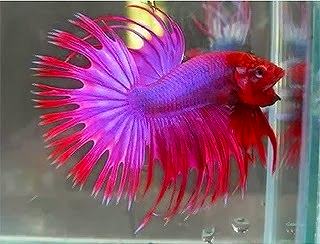 Betta Cola de Peine