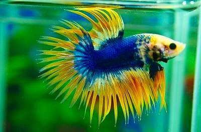Betta Cola Corona