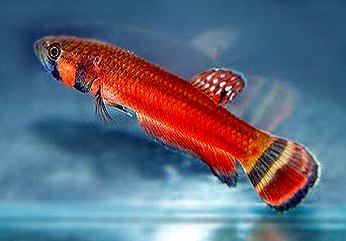 Imagen de Betta macrostoma