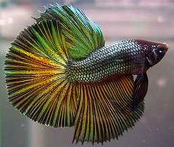 Imagen de Betta Dragón