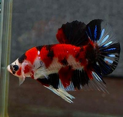Betta Koi