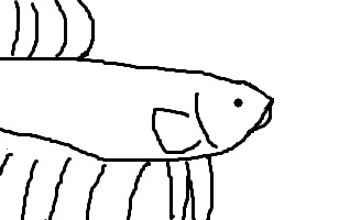 Imagen de un betta con boca en el centro