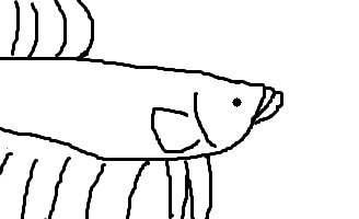 Imagen de un betta con boca hacia arriba