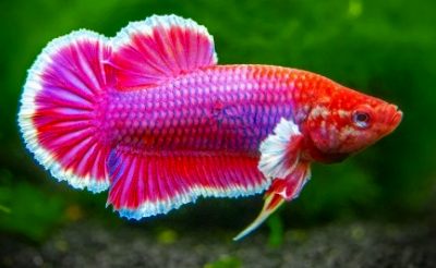 Imagen de Betta Lavanda