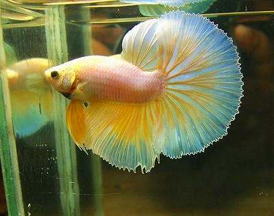 Imagen de Betta Pastel