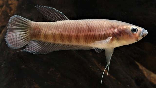 Imagen de Betta patoti