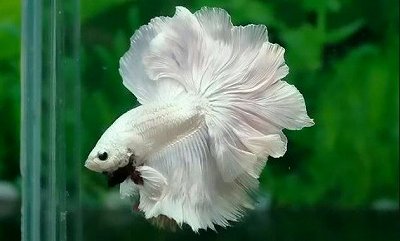 Betta Cola de Rosa