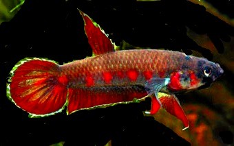 Imagen de Betta con puntos rojos
