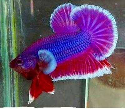 Imagen de Betta Salamandra