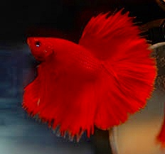 Imagen de Betta Sólido